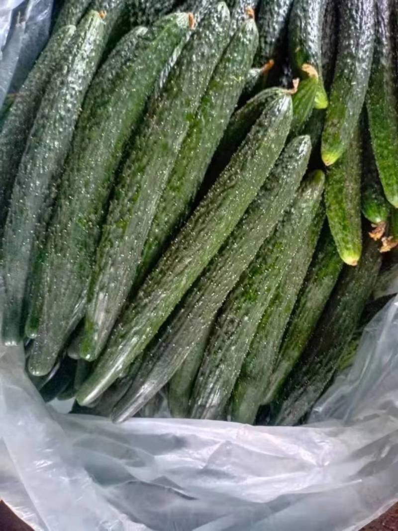 夏邑精品密刺黄瓜产地直发一手货源多年代办代收