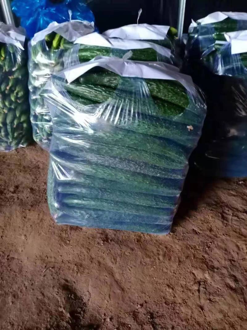 夏邑精品密刺黄瓜产地直发一手货源多年代办代收
