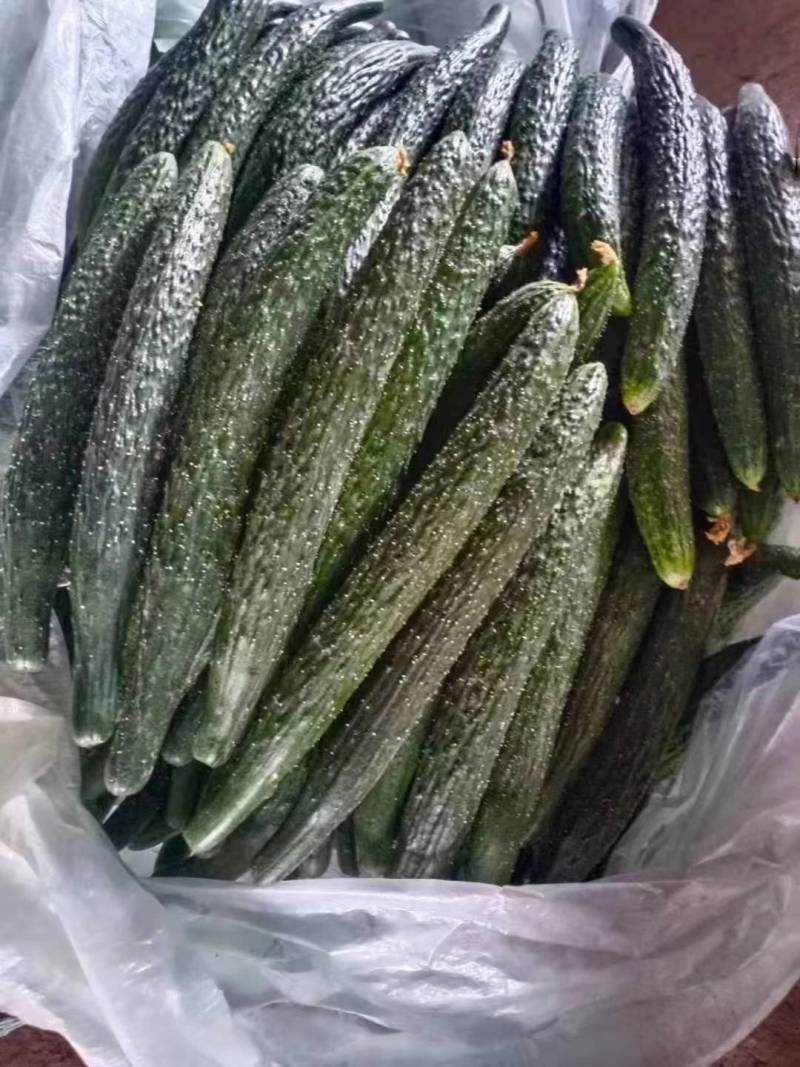 夏邑精品密刺黄瓜产地直发一手货源多年代办代收