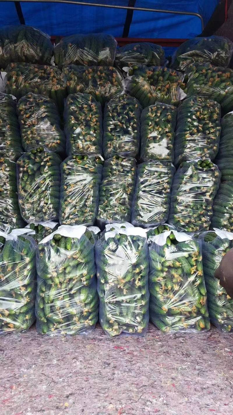 夏邑精品密刺黄瓜产地直发一手货源多年代办代收