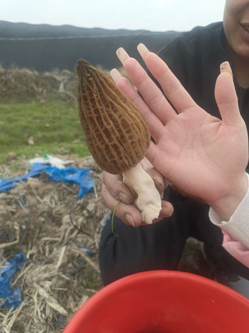 羊肚菌