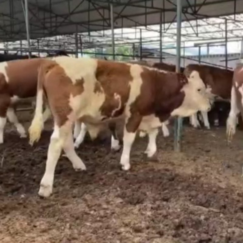 活牛