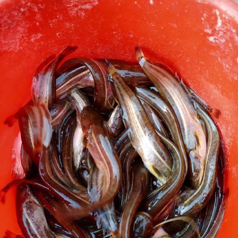 清波鱼苗，各种优质鱼苗包送，基地批发，货到付款