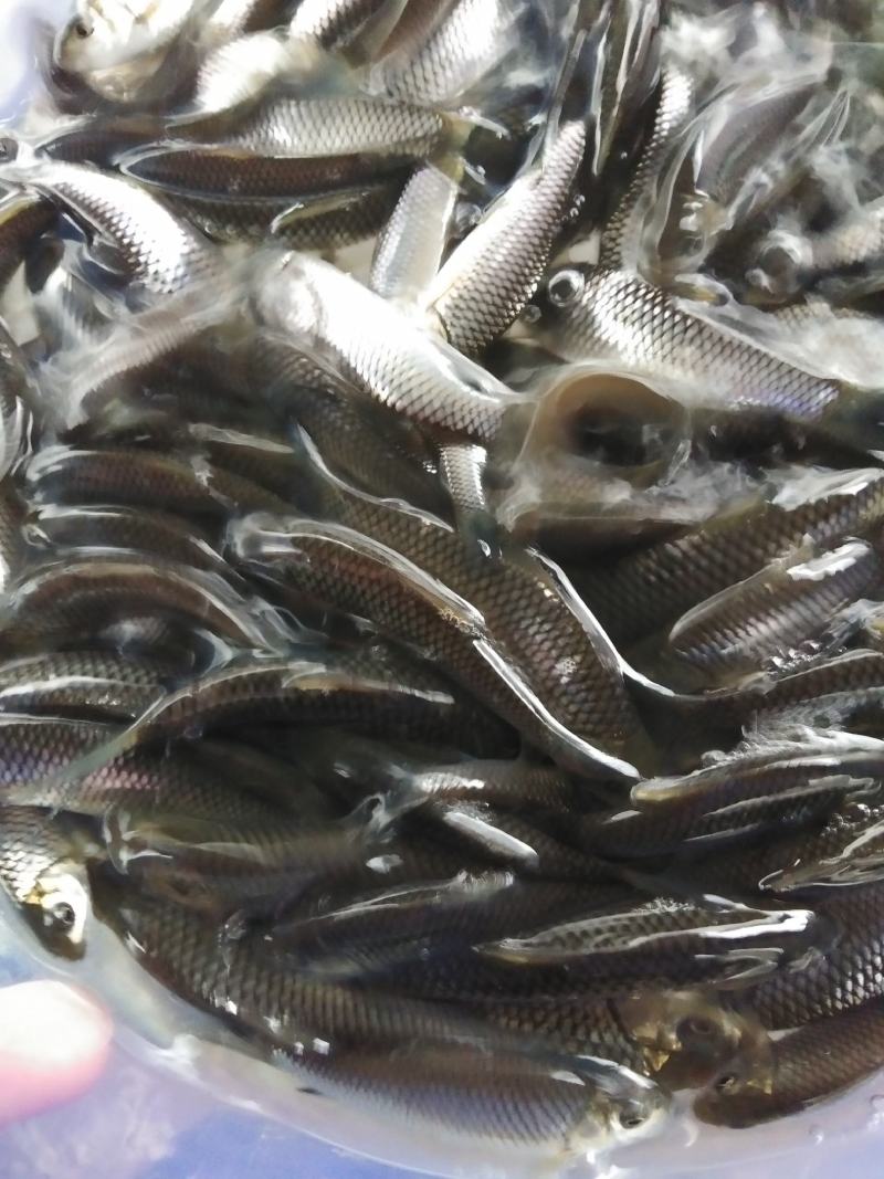 清波鱼苗，各种优质鱼苗包送，基地批发，货到付款