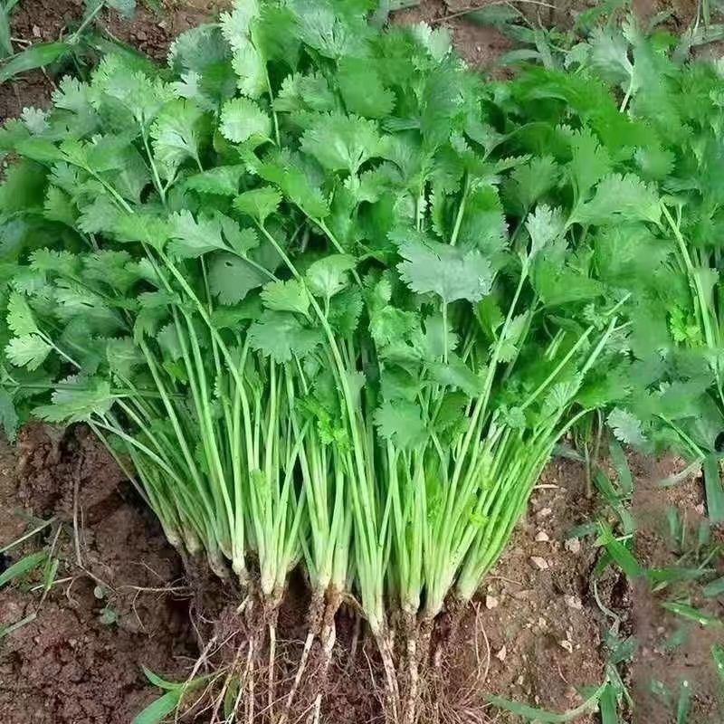 河北邯郸香菜精品货源量大从优产地对接走货欢迎致电