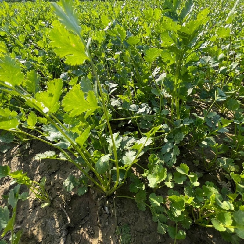 河北邯郸香菜精品货源量大从优产地对接走货欢迎致电