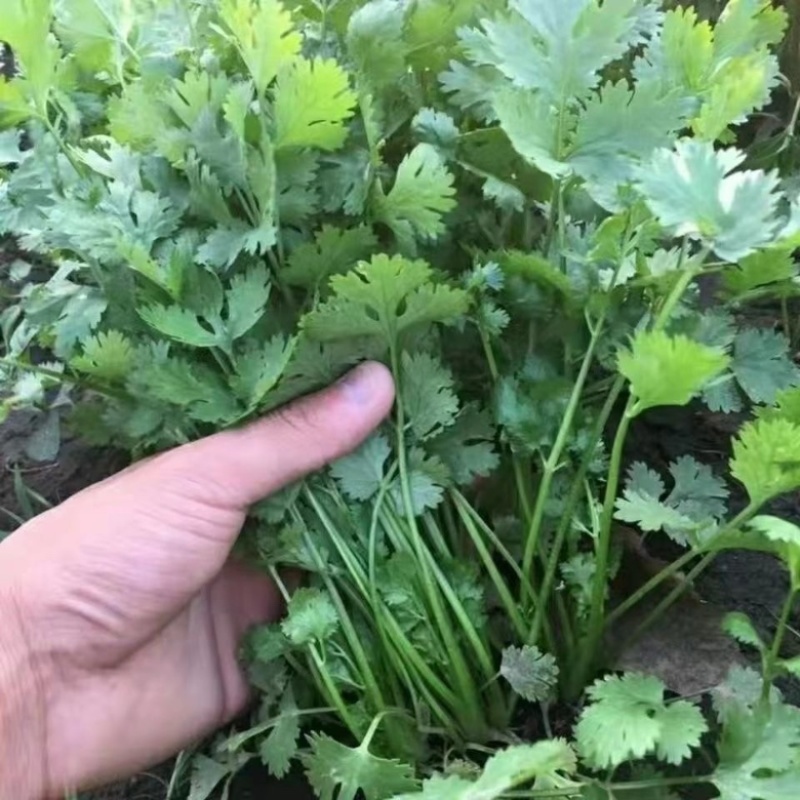 河北邯郸香菜精品货源量大从优产地对接走货欢迎致电