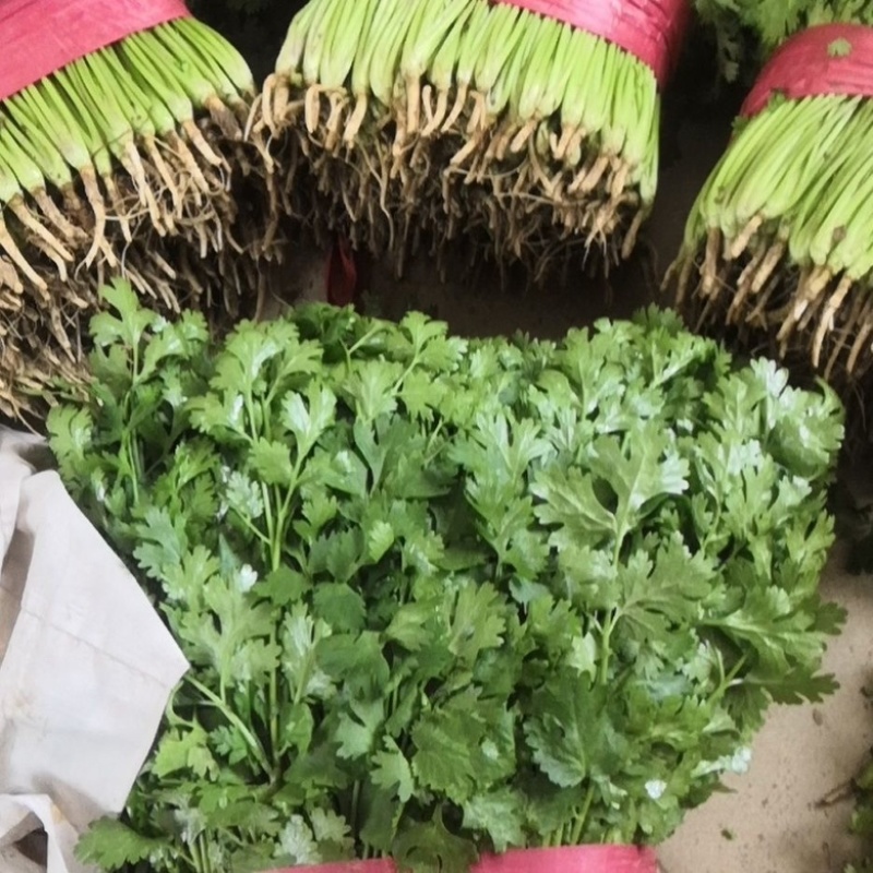 河北邯郸香菜精品货源量大从优产地对接走货欢迎致电