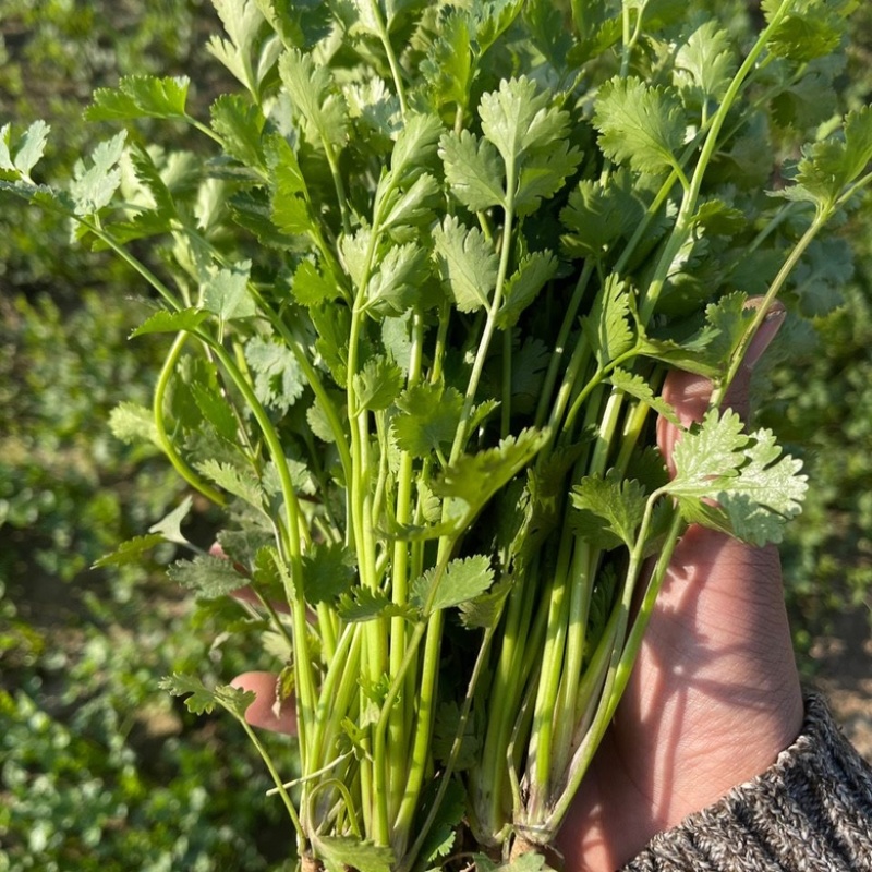 河北邯郸香菜精品货源量大从优产地对接走货欢迎致电