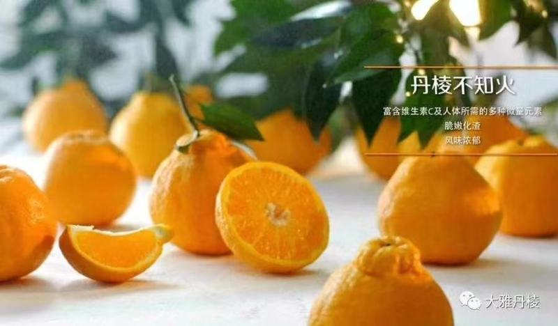 丑橘，不知火