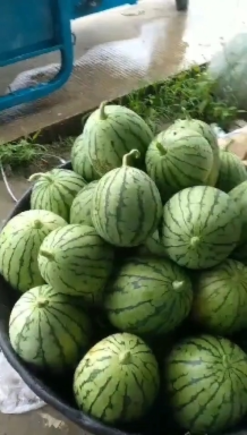 早春红玉小西瓜早春红玉小西瓜早春红玉小西瓜