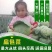 河南冬升扁包菜3一5斤左右质量好原产地销售价格便宜