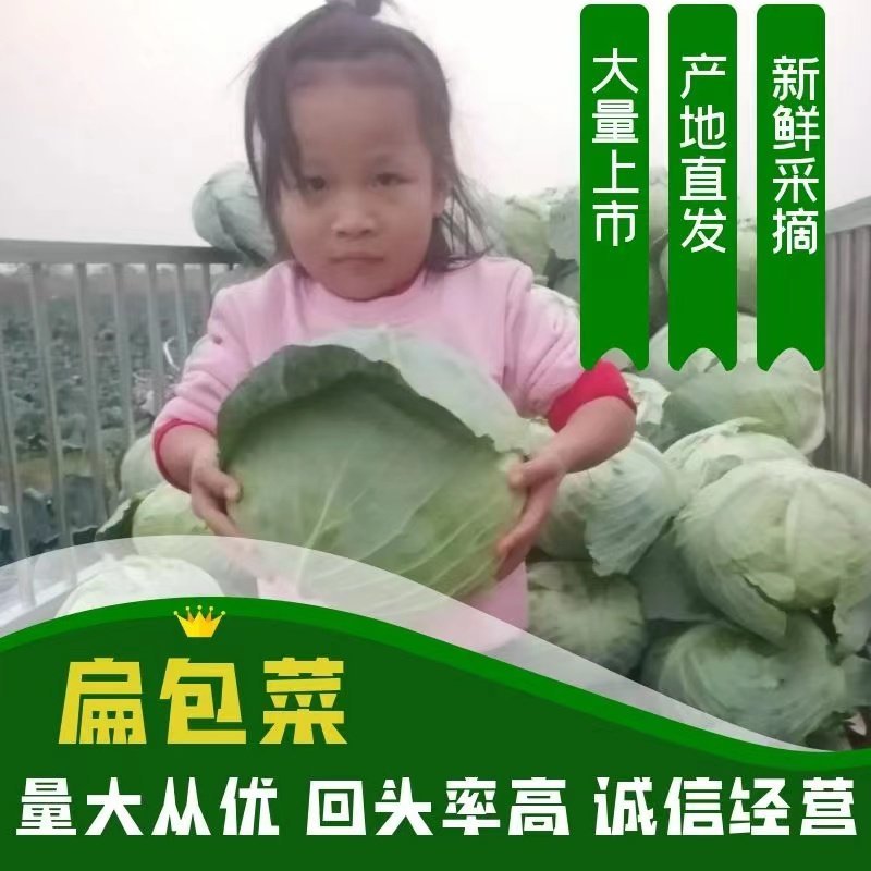 河南冬升扁包菜3一5斤左右质量好原产地销售价格便宜