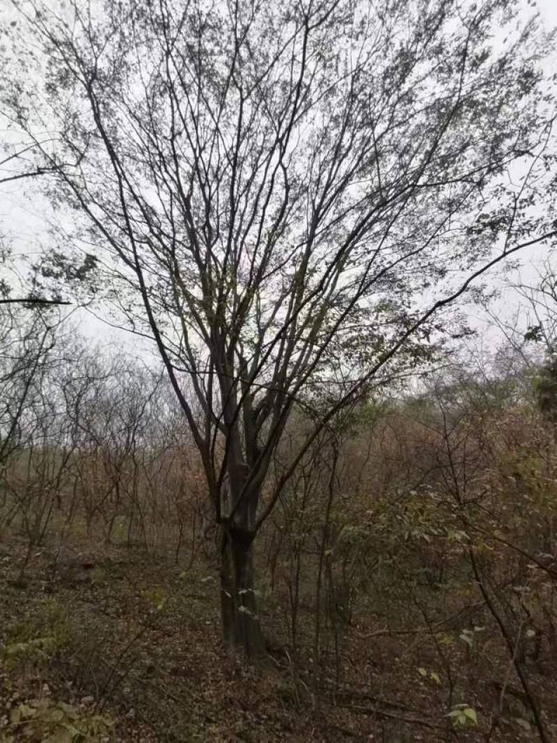 各种规格山茱萸