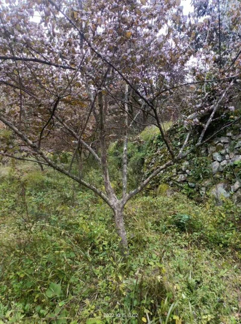 各种规格山茱萸