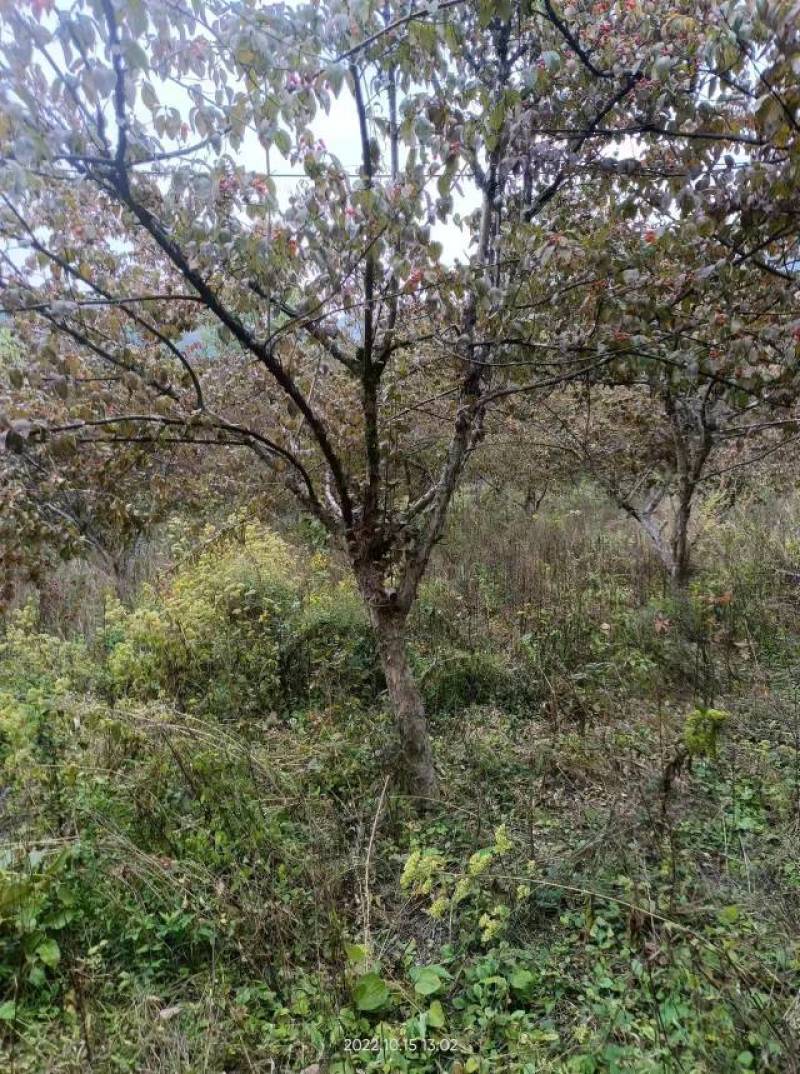 各种规格山茱萸