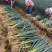 精品大葱钢葱铁杆大葱大量供应，欢迎合作