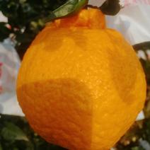 眉山彭山不之火丑橘，个头大。水份好，味道脆甜，高山丑橘。