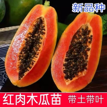 热卖红肉木瓜苗广西大青矮化木瓜树苗盆栽地栽四季当年结果