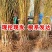 包邮大红桃产量高，根系发达成活率高，量大优惠，