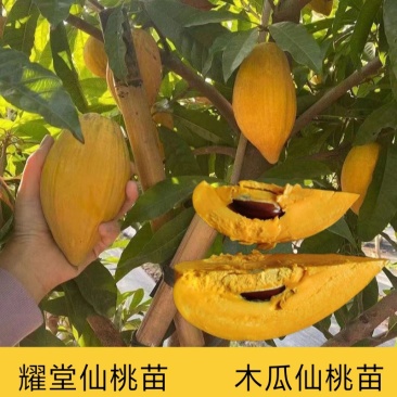 耀堂仙桃苗木瓜仙桃果树苗新品种嫁接苗四季结果蛋黄果树苗