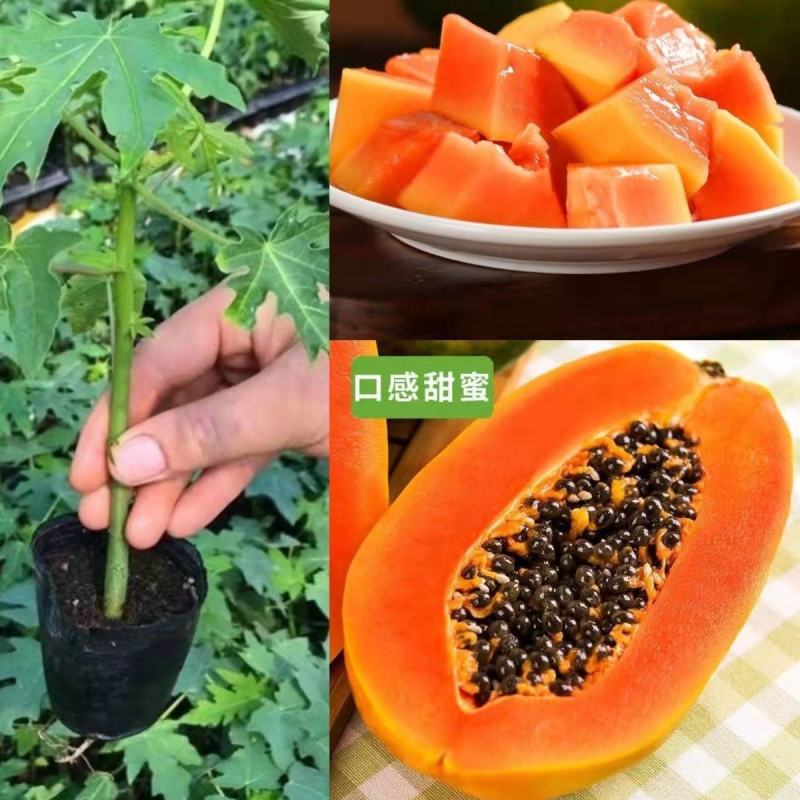 热卖红肉木瓜苗广西大青矮化木瓜树苗盆栽地栽四季当年结果