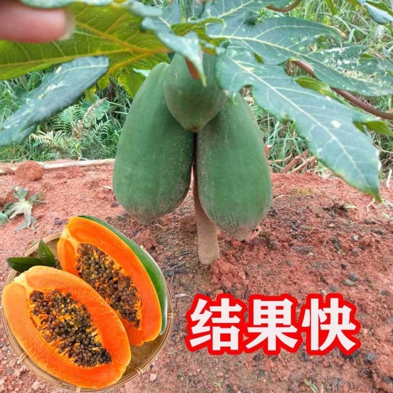 热卖红肉木瓜苗广西大青矮化木瓜树苗盆栽地栽四季当年结果