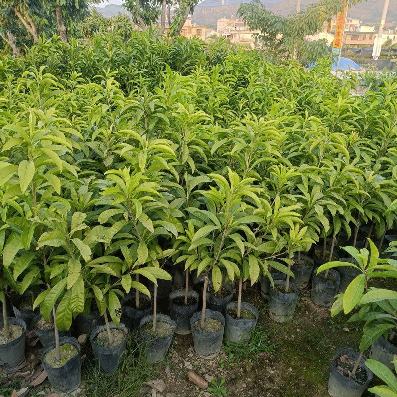 耀堂仙桃苗木瓜仙桃果树苗新品种嫁接苗四季结果蛋黄果树苗