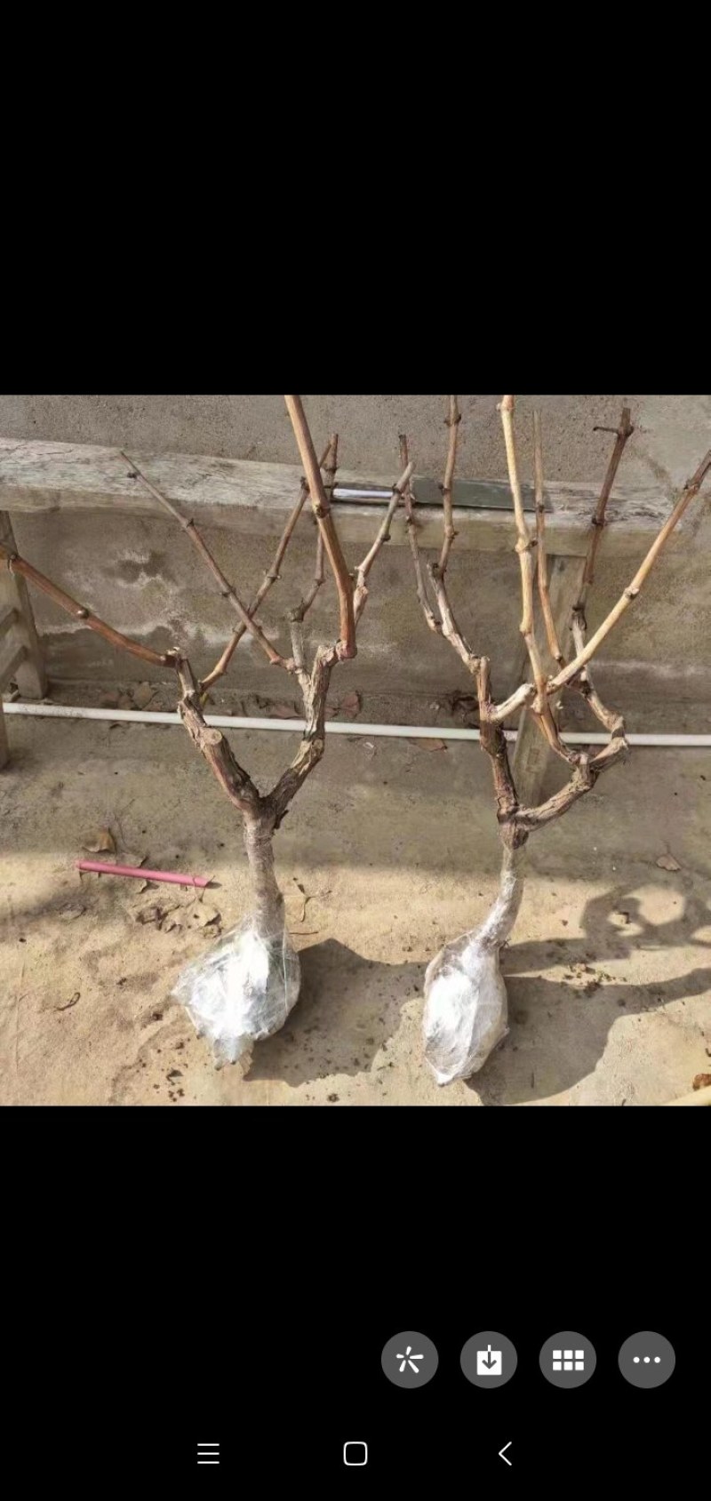 包邮巨峰葡萄苗高产稳产适应性强成活率高量大优惠