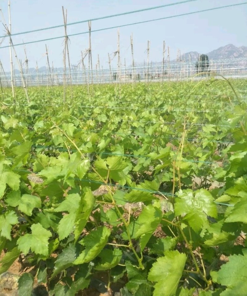 包邮巨峰葡萄苗高产稳产适应性强成活率高量大优惠