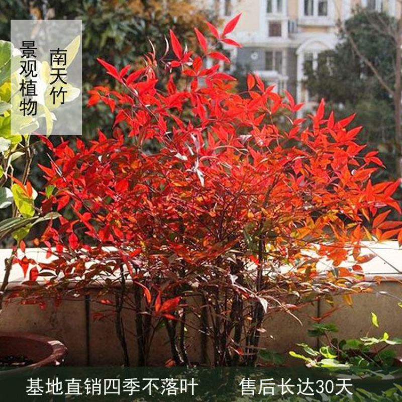 南天竹树苗红天竺盆栽红天竹苗火焰红叶植物观叶庭院耐寒绿化