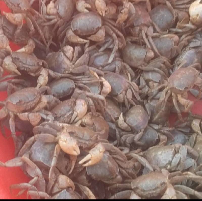 发财蟹，螃蜞，大量供应，量大优先