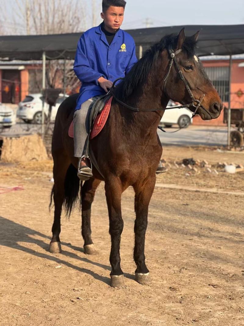 纯血马骟马个人休闲野骑马马马驹景区带客跑马场乘骑教学马