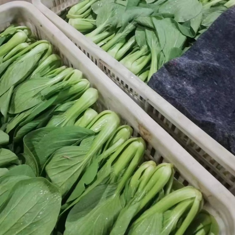 河北邯郸上海青货源充足量大从优欢迎致电咨询