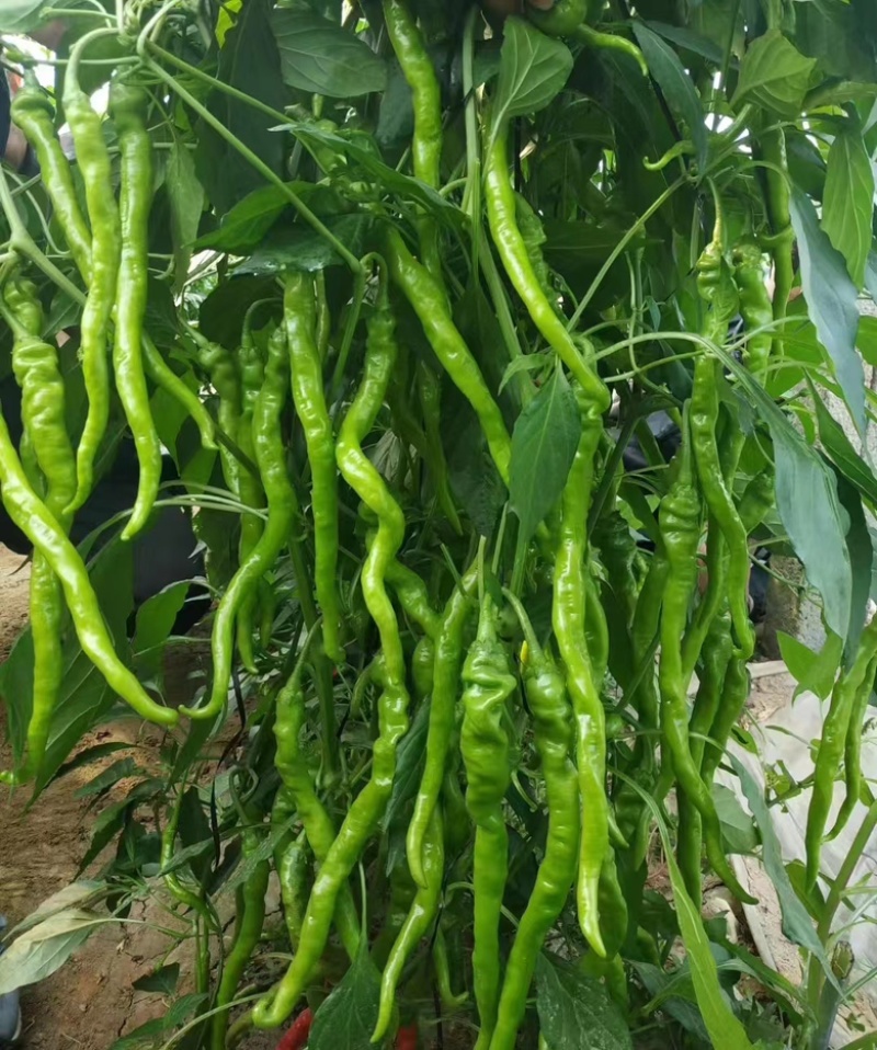 河北邯郸青椒精品货源对接商超电商平台欢迎电联