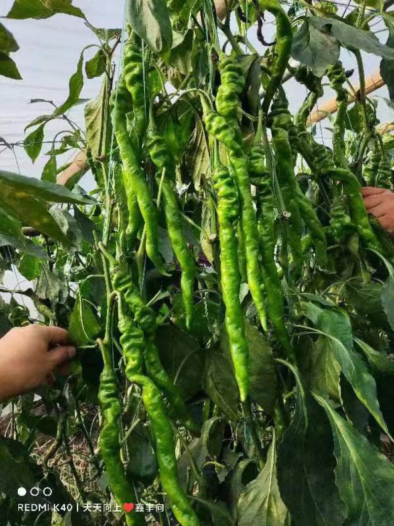 河北邯郸青椒精品货源对接商超电商平台欢迎电联