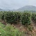 【美人茶】浙江萧山绿化苗基地货源/规格多样/量大从优