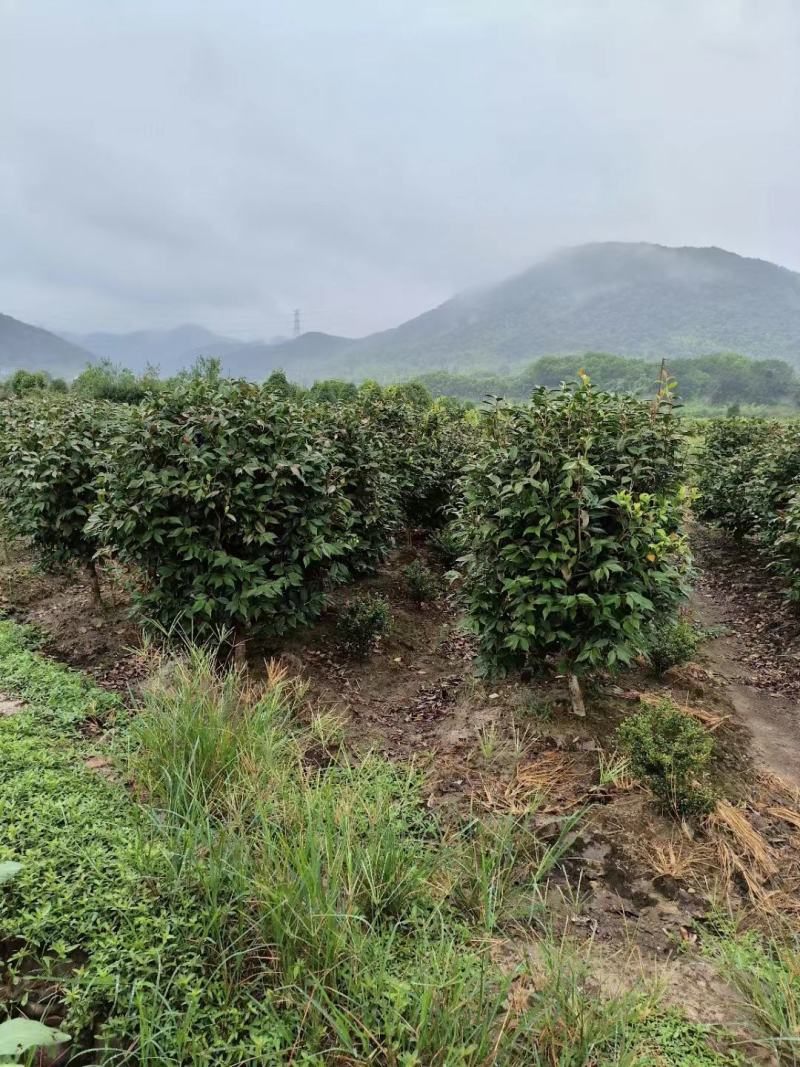 【美人茶】浙江萧山绿化苗基地货源/规格多样/量大从优