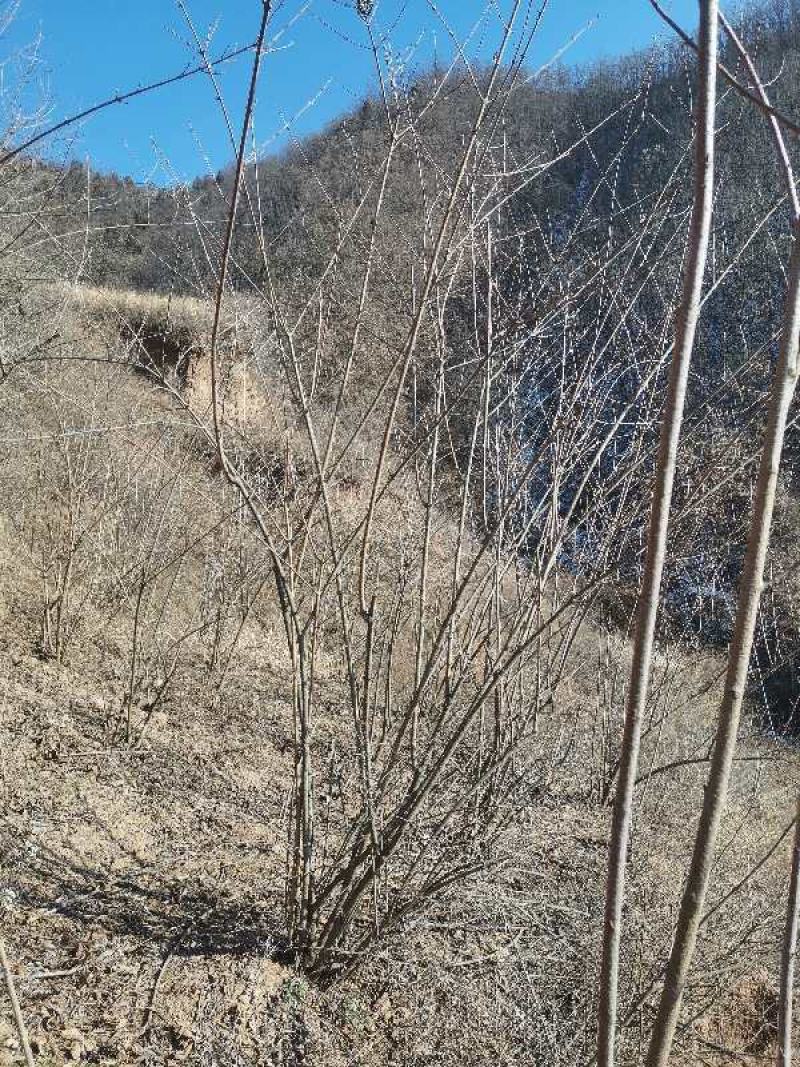 河南三门峡连翘苗诚信经营质量保证可视频看货