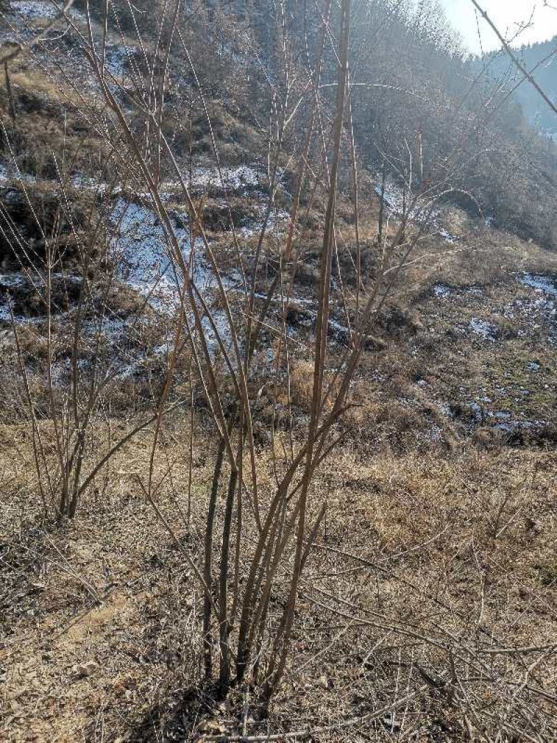 河南三门峡连翘苗诚信经营质量保证可视频看货
