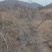河南三门峡连翘苗诚信经营质量保证可视频看货