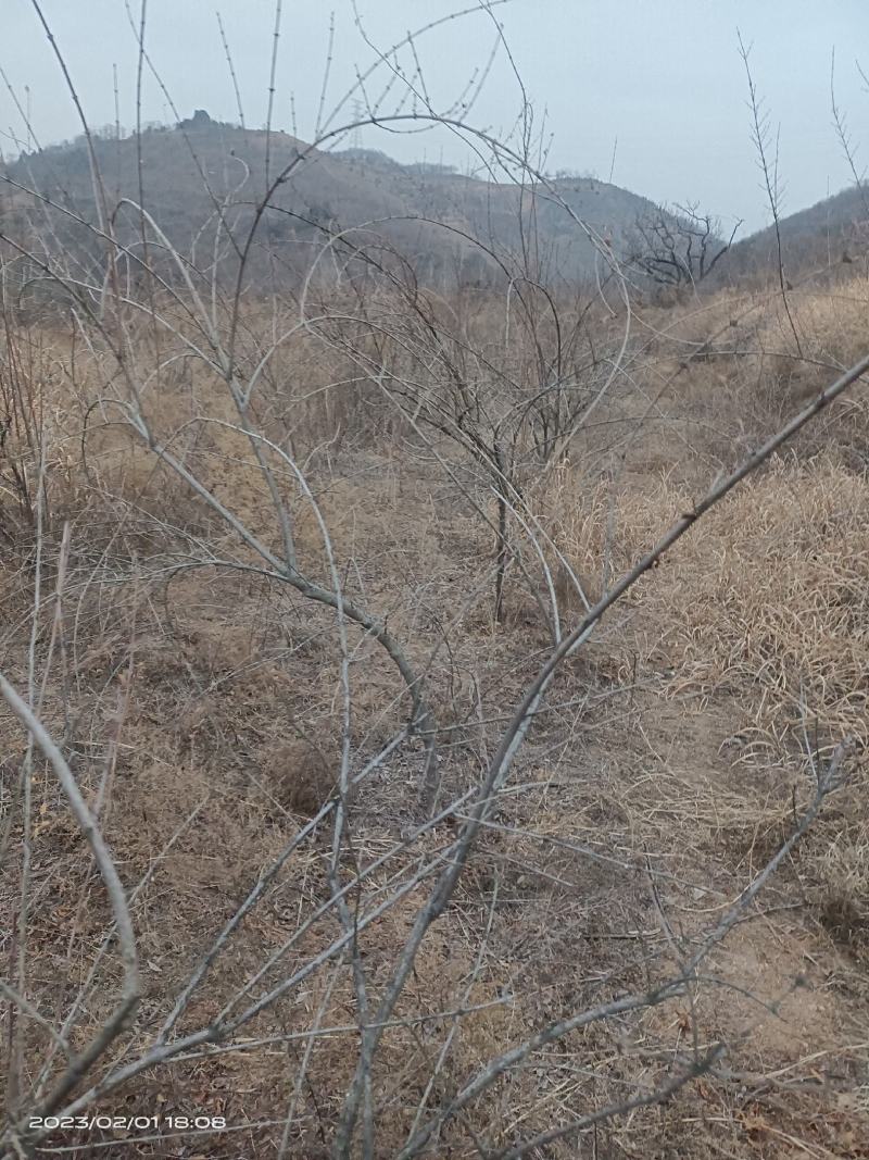 河南三门峡连翘苗诚信经营质量保证可视频看货