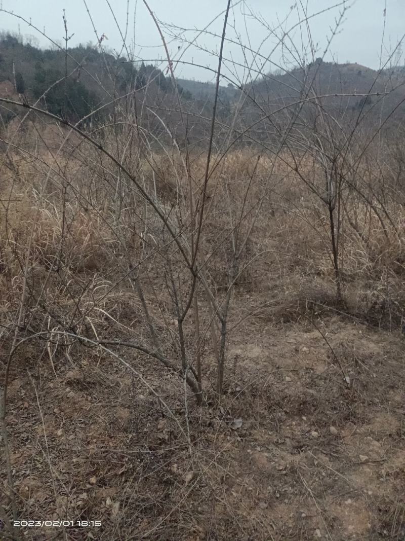 河南三门峡连翘苗诚信经营质量保证可视频看货