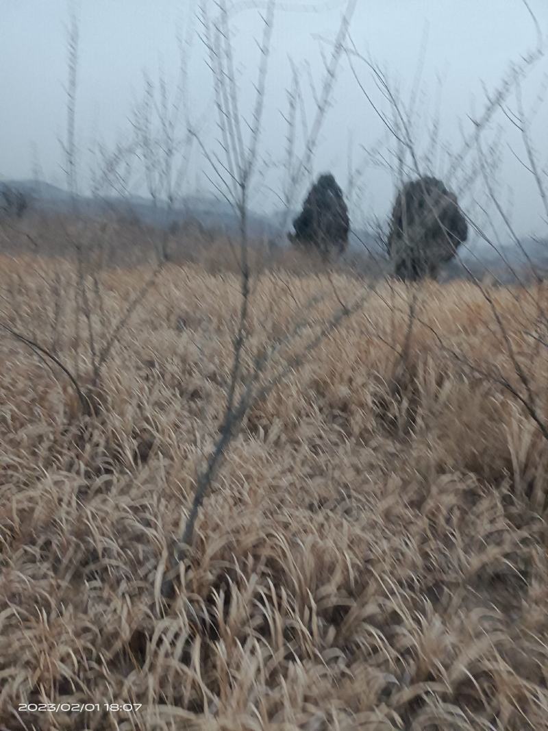 河南三门峡连翘苗诚信经营质量保证可视频看货