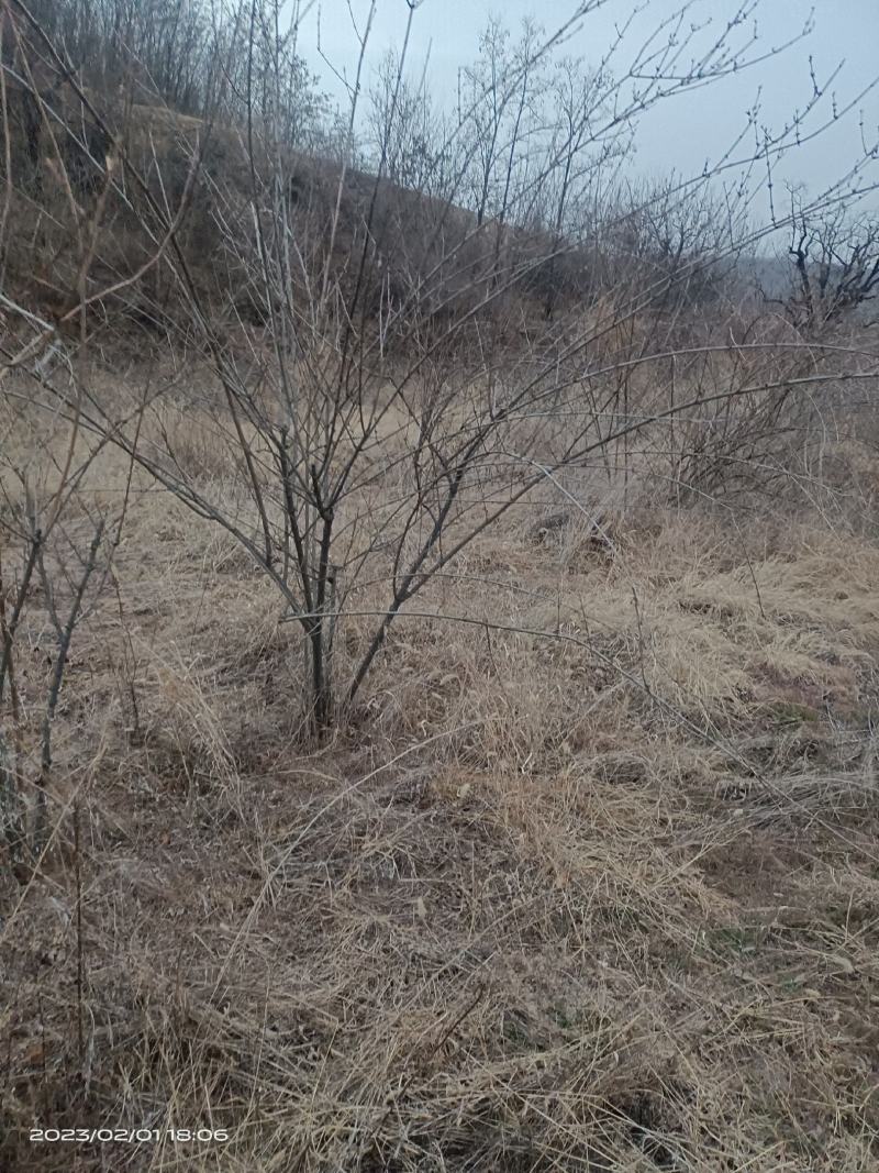 河南三门峡连翘苗诚信经营质量保证可视频看货