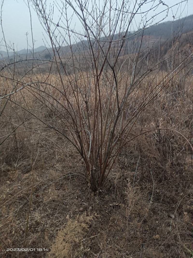 河南三门峡连翘苗诚信经营质量保证可视频看货