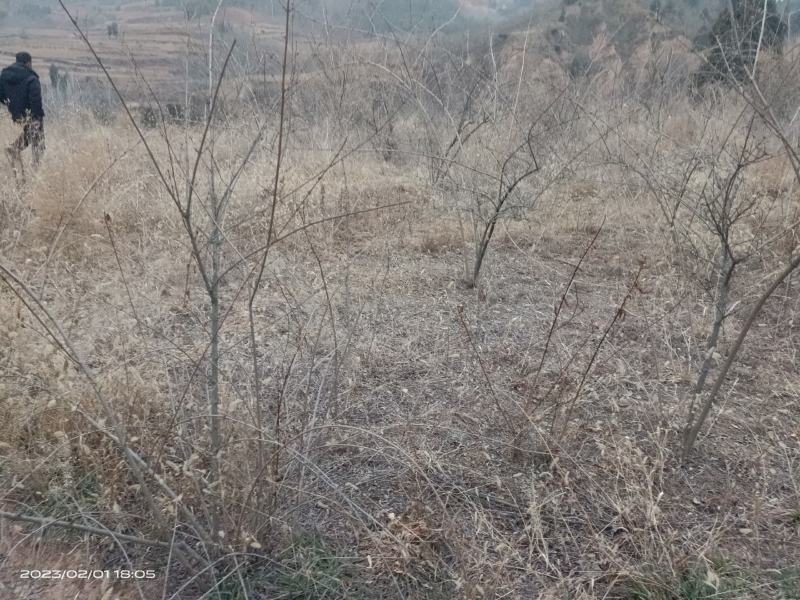 河南三门峡连翘苗诚信经营质量保证可视频看货