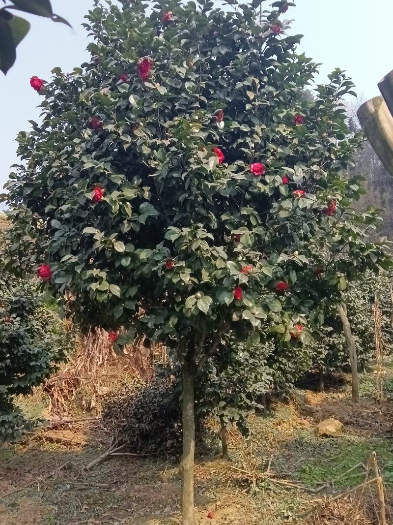 耐寒耐热茶花
