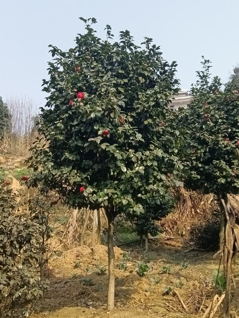 耐寒耐热茶花
