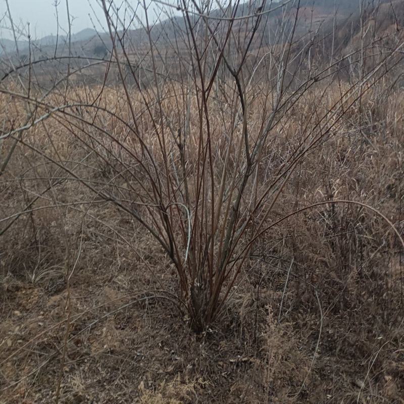 河南三门峡连翘苗诚信经营质量保证可视频看货